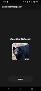 Black Bear Wallpaper