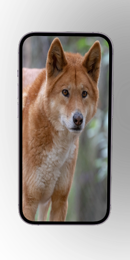 Wild Dogs African Dogs