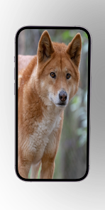 Captura de Pantalla 2 Perros salvajes/africanos android
