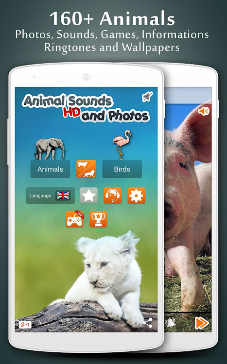 Animal Sounds - 13.2 - (Android)