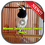 Master Jalak Suren Gacor Juara icon
