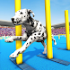犬の訓練ゲーム、犬のジャンプ