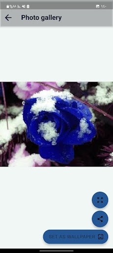 خلفيات ثلج وورد Screen 2