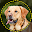 Dog Breed Scanner Dog Breed ID Download on Windows