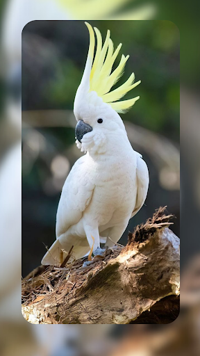 Bird Wallpapers in 4K 2024 Screen 3