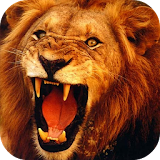 Lion 3D Live Wallpaper icon