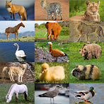 Jigsaw Puzzles Simple