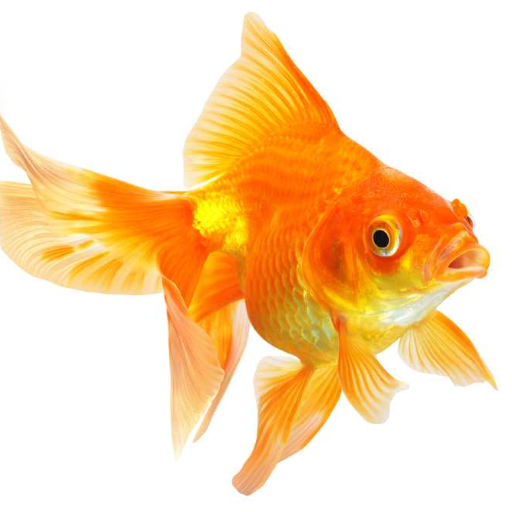 Goldfish Live Wallpaper - Apps on Google Play