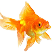 Goldfish Live Wallpaper