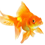 Goldfish Live Wallpaper Apk