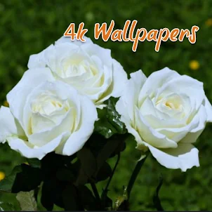 White Rose HD Wallpapers