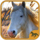 Horse Puzzles Collection icon