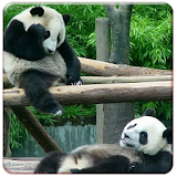 Panda Live Wallpapers icon