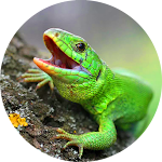 Cover Image of Descargar Lizard Simulator 4.6 APK