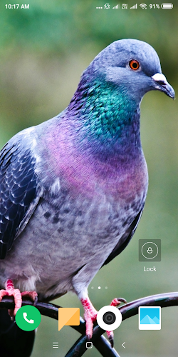 Pigeon Wallpaper - Latest version for Android - Download APK