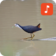 White breasted waterhen & Watercock bird calls