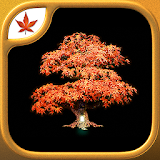 Fire Maple Games Collection icon