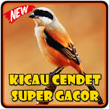 Kicau Cendet Super Gacor icon