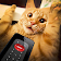 Remote control for cat joke icon