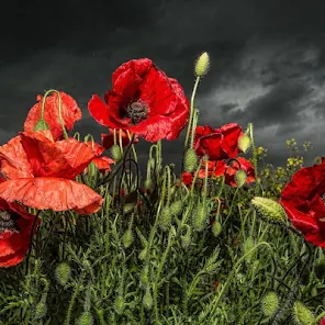 Red Poppy Live Wallpaper - Apps on Google Play