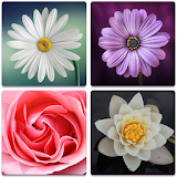 Flower Memory Game For Adults And Kids - Free icon