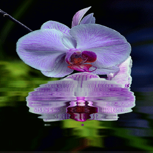 Purple Orchid Flower LWP 2 Icon