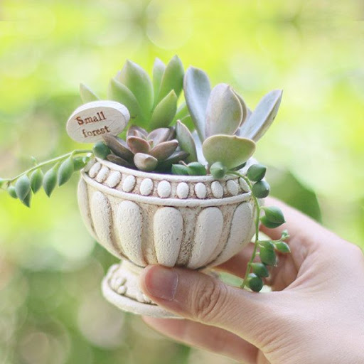 Android application Creative Succulents Ideas screenshort