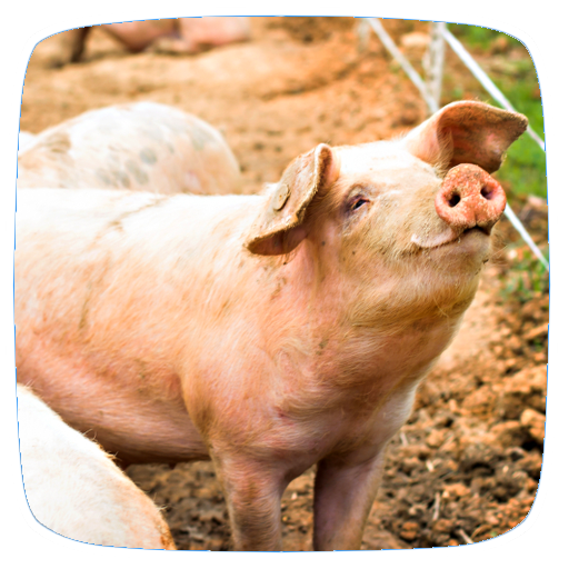 Pig Sounds logo