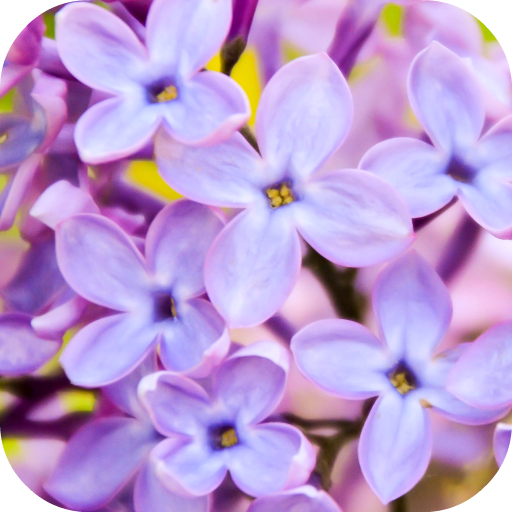 Lilac Wallpapers  Icon