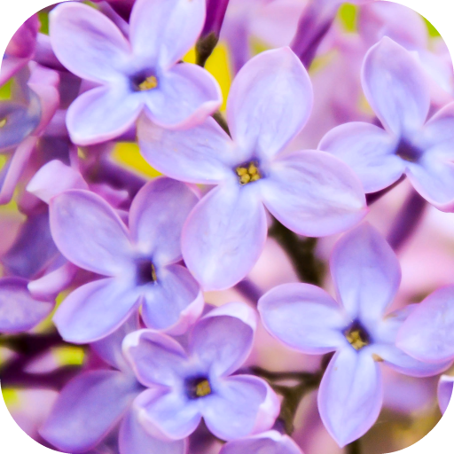 Lilac Wallpapers Google Play 應用程式