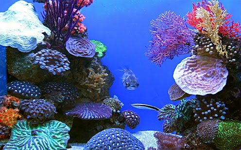 Aquarium Live Wallpaper Ekran görüntüsü