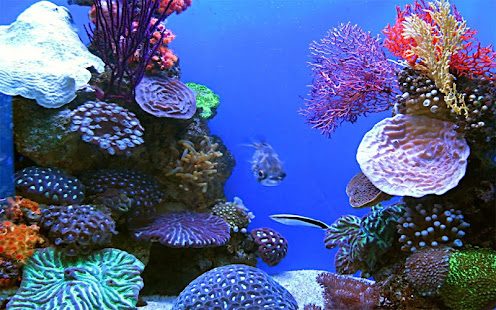 水族館ライブ壁紙 Google Play のアプリ