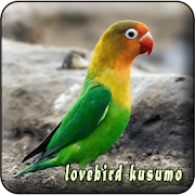 MP3 Lovebird Kusumo