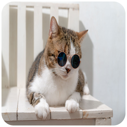 cat cute wallpapers logo