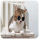 猫のかわいい壁紙 - Androidアプリ