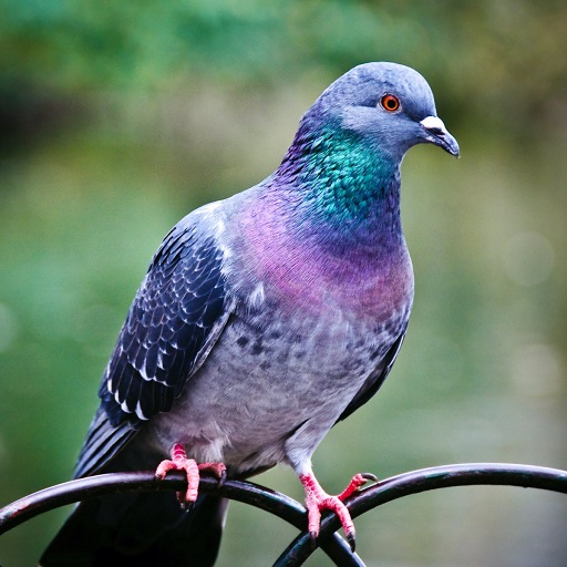 Pigeon Wallpaper HD logo
