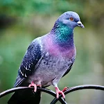 Cover Image of Download Pigeon Wallpaper HD  APK