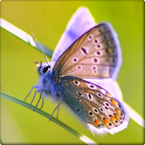 Butterfly wallpapers HD icon
