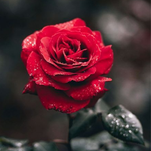 Flower Wallpaper HD logo