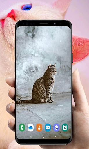 Cute Cat Wallpaper HD