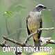 Canto Trinca Ferro - Esquentar Download on Windows