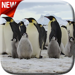 Cover Image of Tải xuống Penguins Video Live Wallpaper  APK