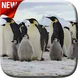 Penguins Video Live Wallpaper icon
