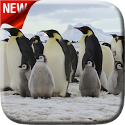 Top 40 Personalization Apps Like Penguins Video Live Wallpaper - Best Alternatives