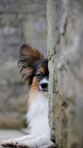 Android application papillon dog wallpaper screenshort