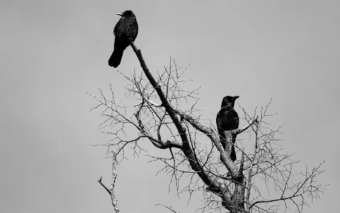 Crows wallpaper