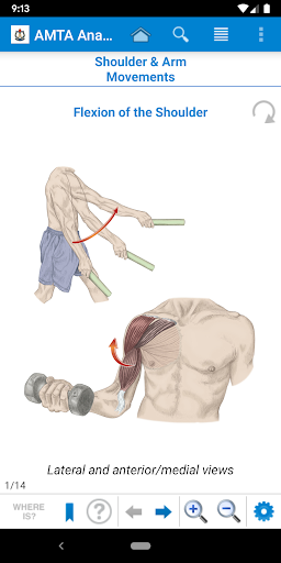 AMTA Anatomy Screen 3