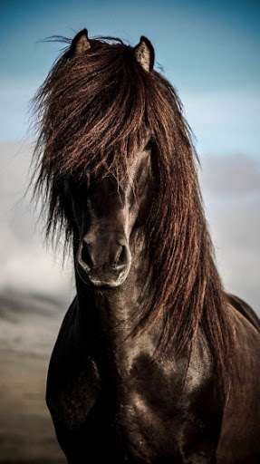 Everything Horses Wallpaper