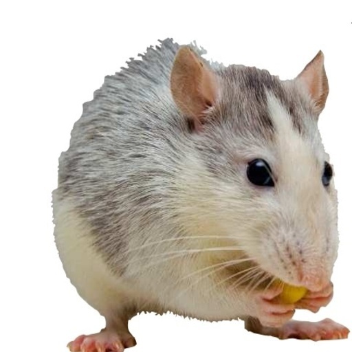 Vademécum Animales Exóticos logo