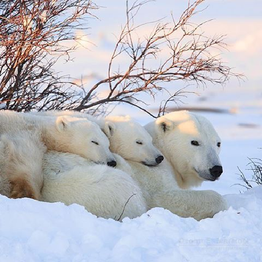 Polar Bear Wallpapers Offline